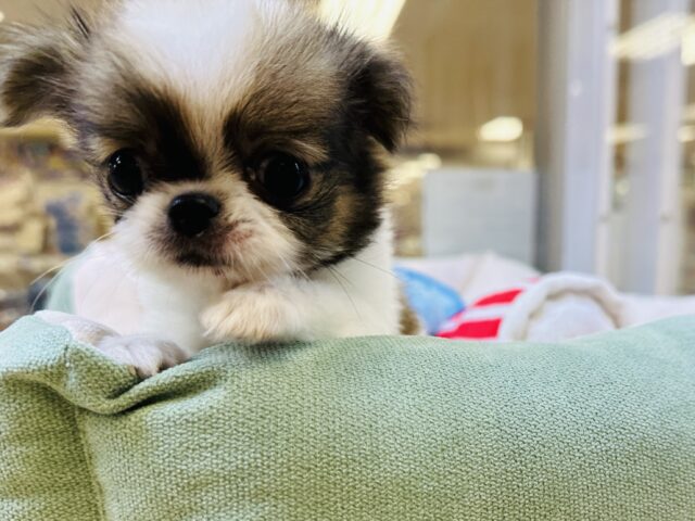 チンチワ（狆チワ）