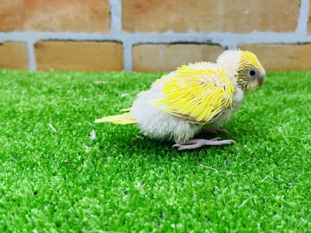 セキセイインコ