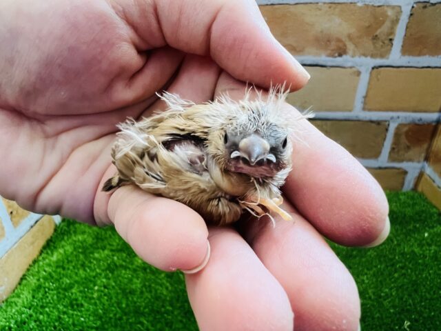 錦花鳥（キンカチョウ）