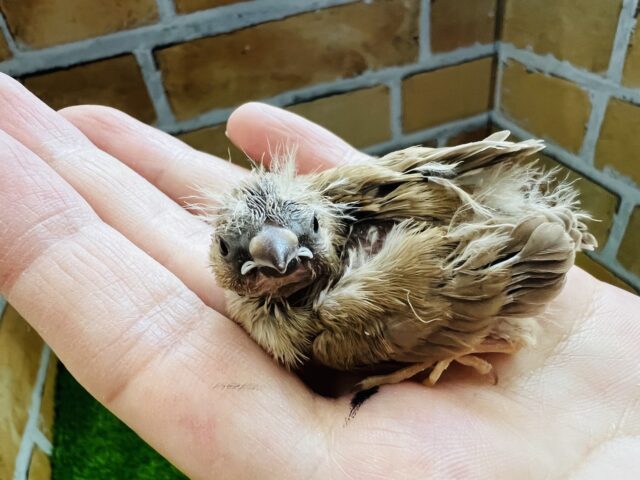 錦花鳥（キンカチョウ）