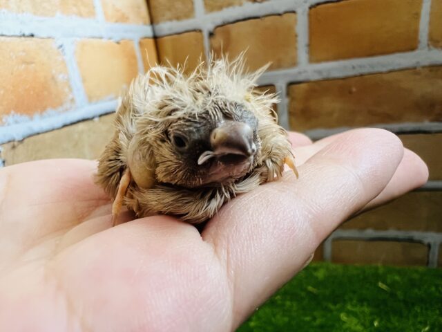 錦花鳥（キンカチョウ）