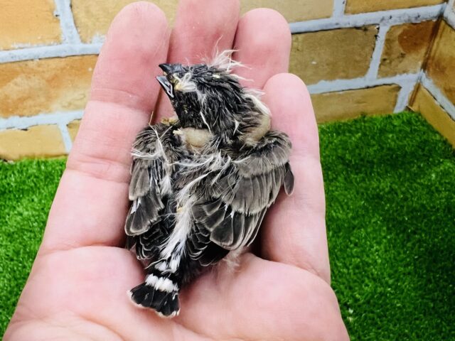 錦花鳥（キンカチョウ）