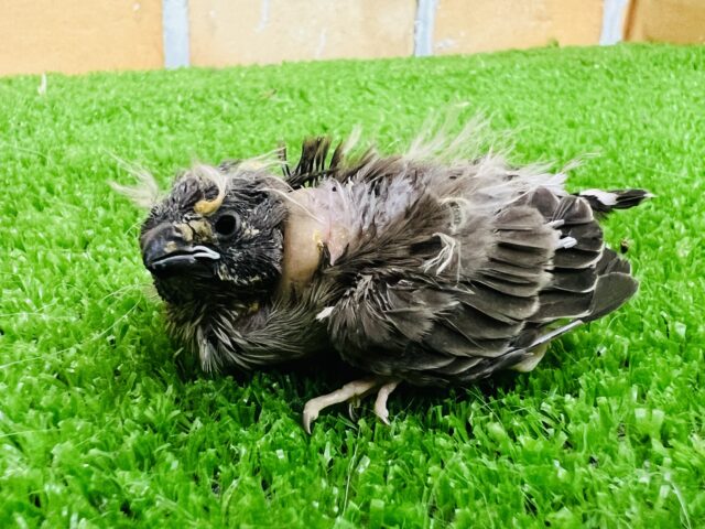 錦花鳥（キンカチョウ）