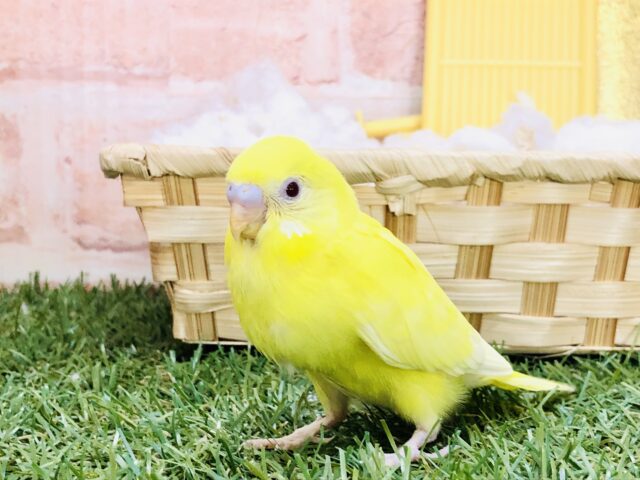 セキセイインコ