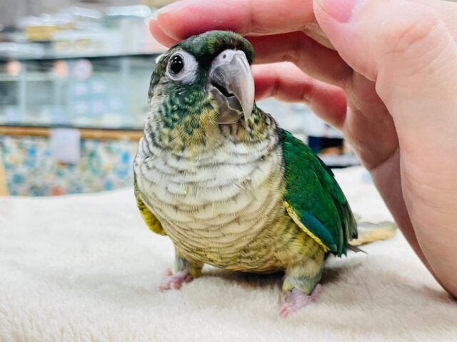 ホオミドリウロコインコ