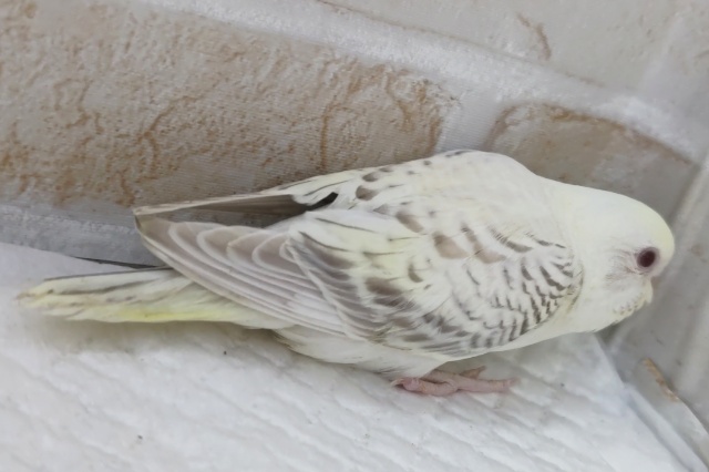 🌟最新画像🌟 クリーミー神秘的な色合い~✨ セキセイインコ(ファロー) セキセイインコ