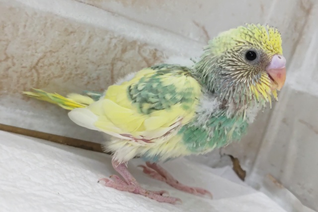 セキセイインコ