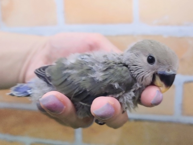 コザクラインコ（小桜インコ）