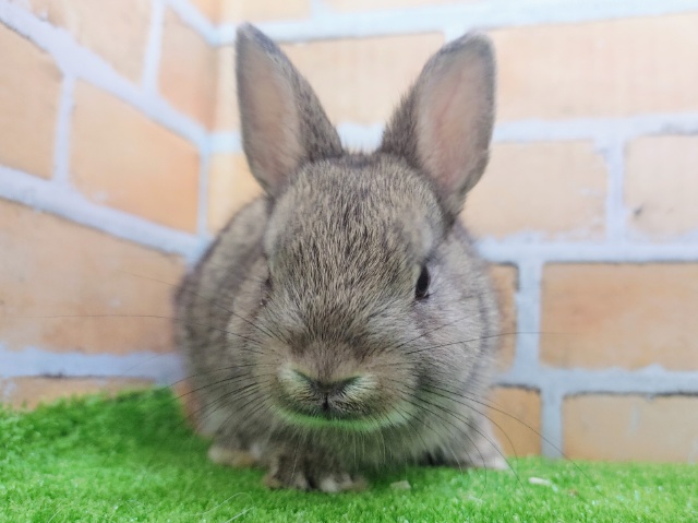 ネザーランドドワーフ