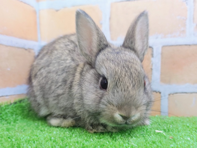 ネザーランドドワーフ