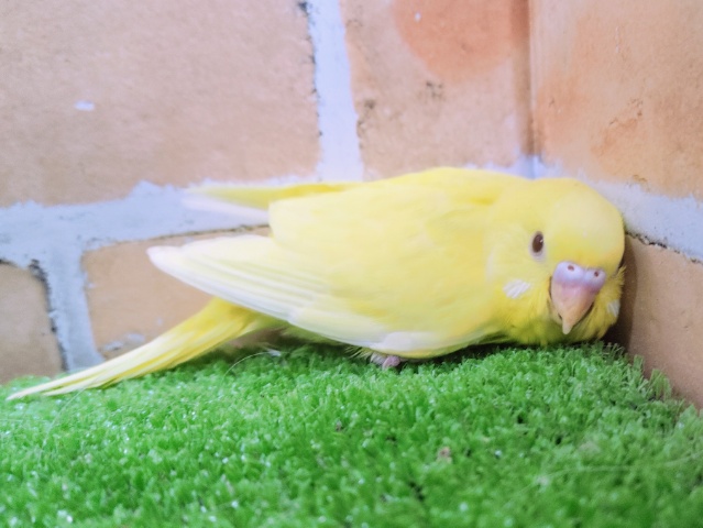 セキセイインコ