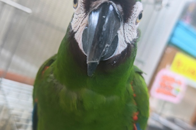 ヒメコンゴウインコ