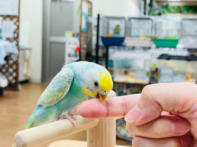 セキセイインコ