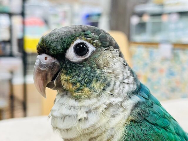 ホオミドリウロコインコ