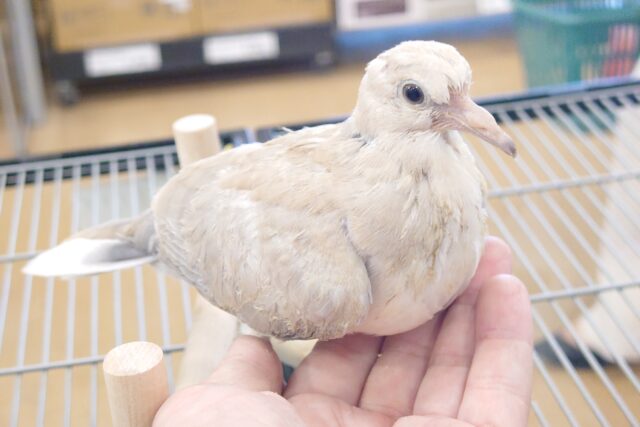 ジュズカケバト