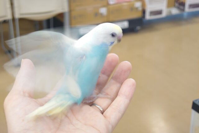 セキセイインコ