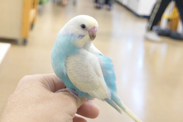 セキセイインコ