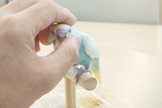 最新画像になります☆ カキカキ大好き~~♪ セキセイインコ(パステルレインボースパングル) ヒナ セキセイインコ