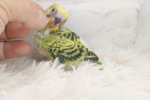 セキセイインコ