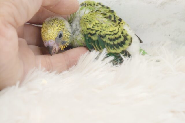 セキセイインコ