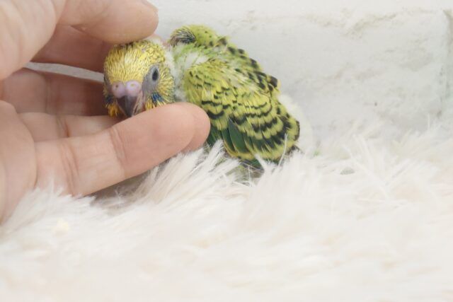 セキセイインコ