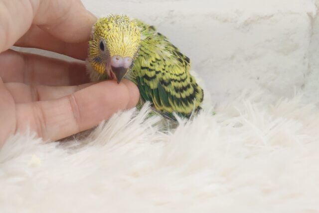 セキセイインコ