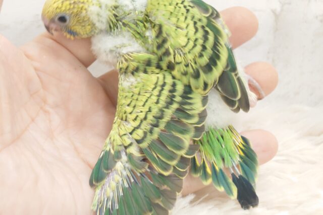 セキセイインコ