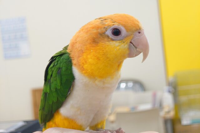 シロハラインコ