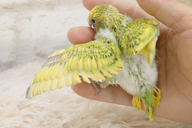 セキセイインコ