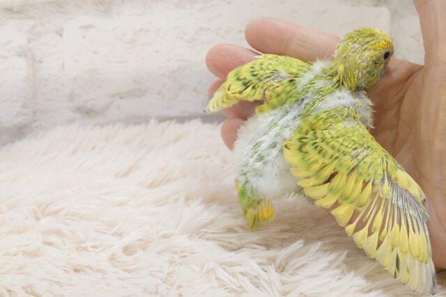 セキセイインコ