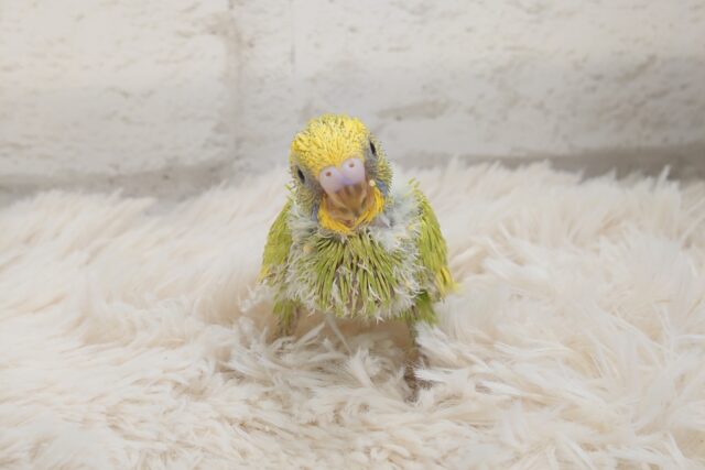隠れるが隠れるになってない~ セキセイインコ イエロースパングル~~ セキセイインコ
