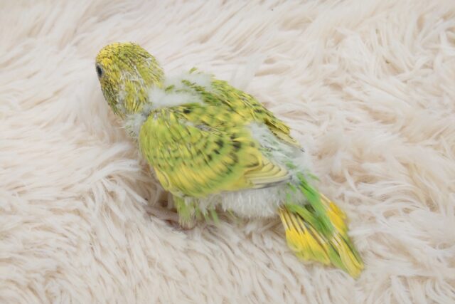 セキセイインコ