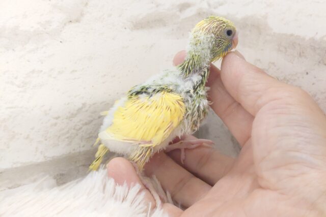 セキセイインコ