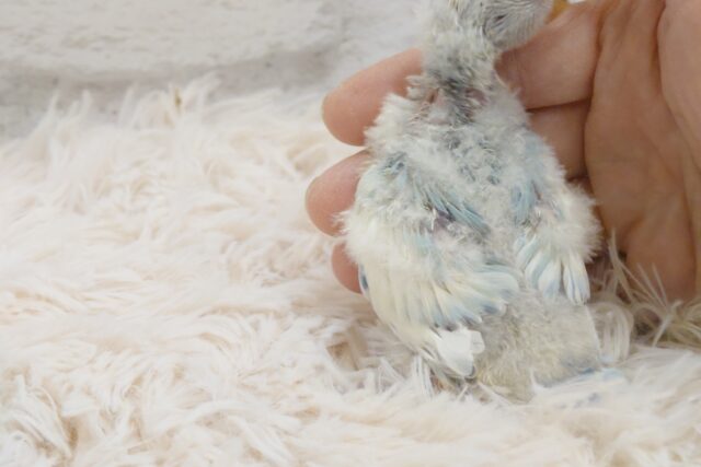 コザクラインコ（小桜インコ）