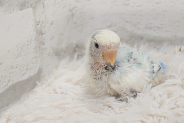 コザクラインコ（小桜インコ）