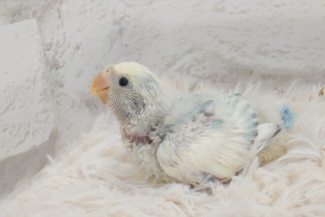 コザクラインコ（小桜インコ）