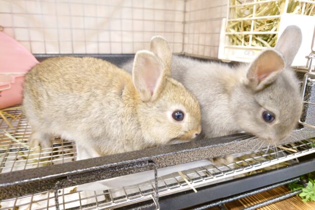 ネザーランドドワーフ