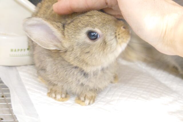 ネザーランドドワーフ