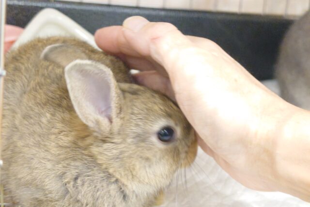 ネザーランドドワーフ