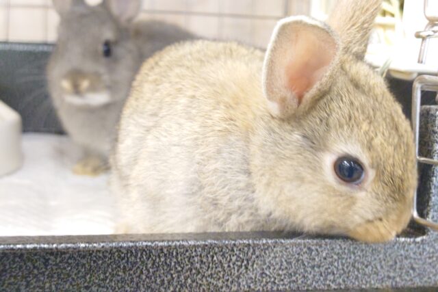 ネザーランドドワーフ