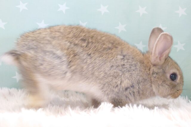 ネザーランドドワーフ