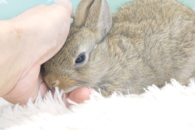 ネザーランドドワーフ