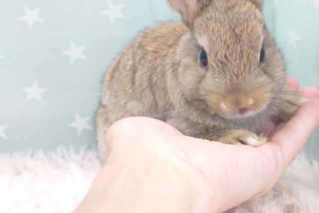 ネザーランドドワーフ