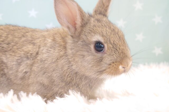 ネザーランドドワーフ