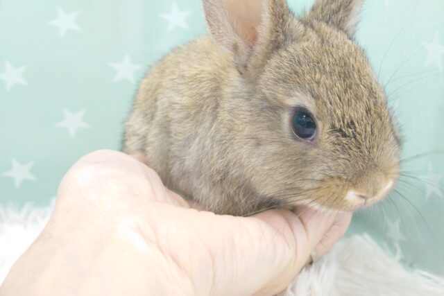 ネザーランドドワーフ