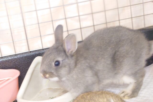 ネザーランドドワーフ