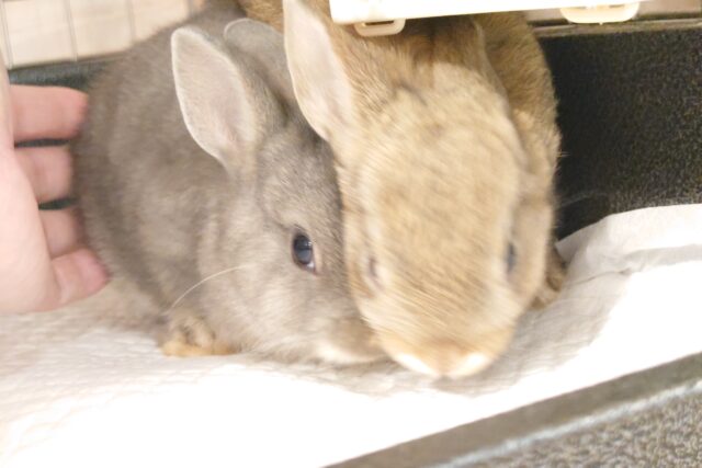 ネザーランドドワーフ