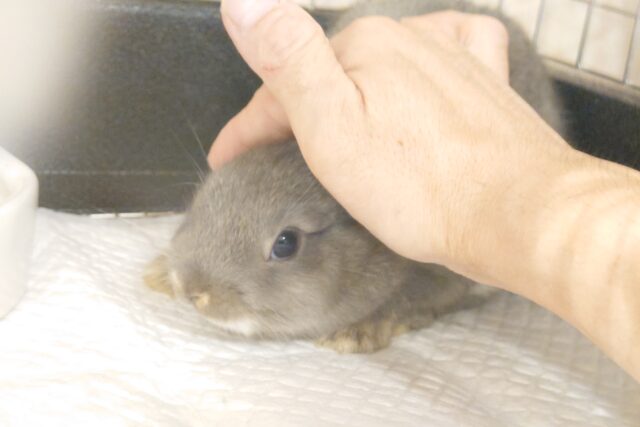 ネザーランドドワーフ