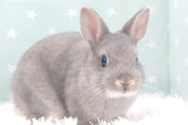 ネザーランドドワーフ