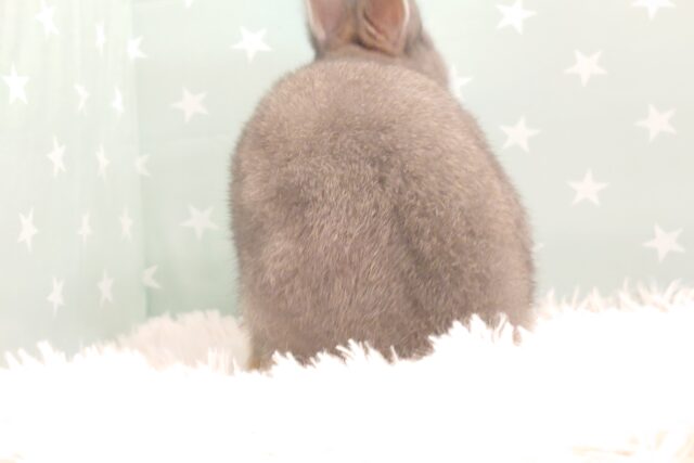 ネザーランドドワーフ